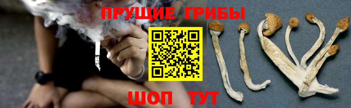Псилоцибиновые грибы Psilocybe  Вход с VPN  Новокубанск  Псилоцибиновые грибы Psilocybine cubensis 